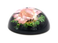 Cabochon aus Harz in schwarz mit echter Blume in zartem rosa 18 mm