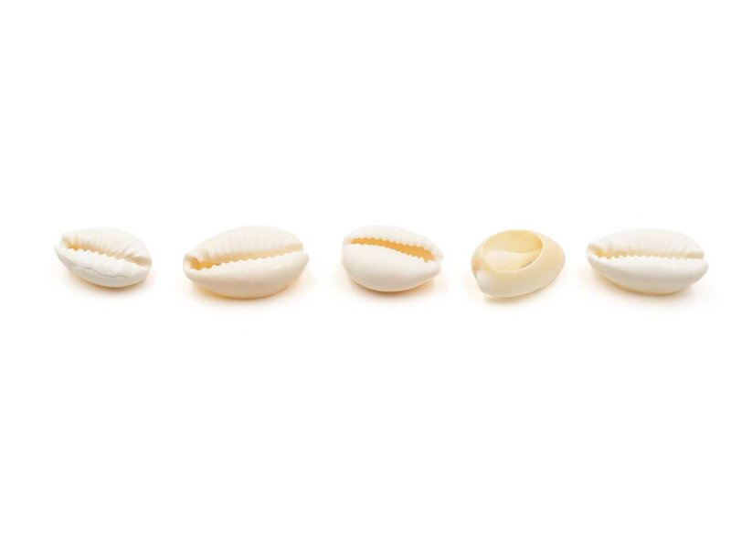 Perle aus Kaurimuschel in weiß 10 Stück