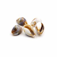 Perlen als Kaurimuschel in weiß braun 20 Stück