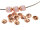 20 Perlkappen aus Messing  in peachy roségoldfarben, 6mm
